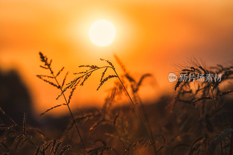 日落时田野里的草