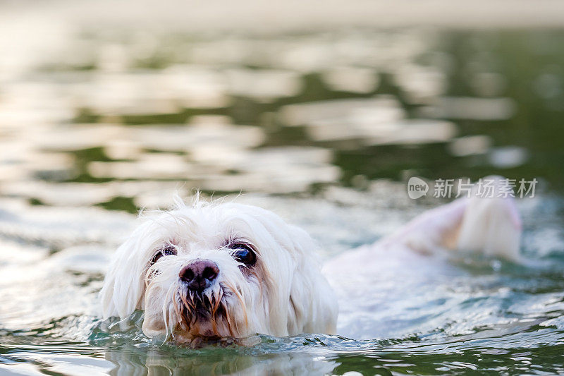 小白狗在海里游泳