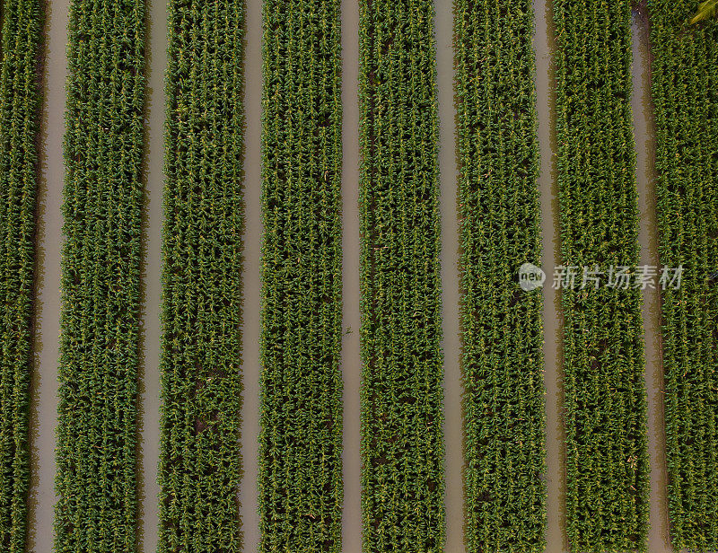 空中抽象照片的花园种植在床上，芹苴省