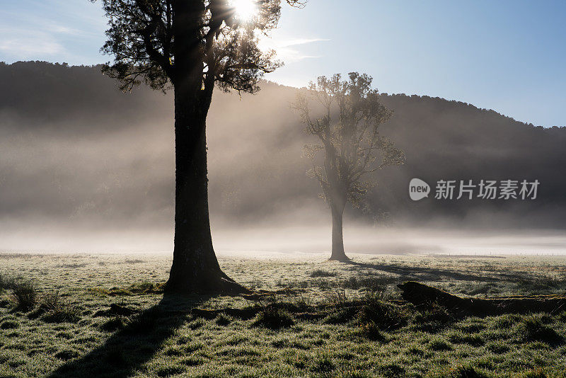 Kahikatea树和黎明的南阿尔卑斯山