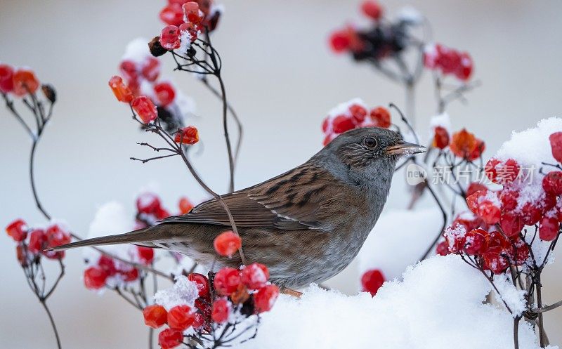 冬天的Dunnock