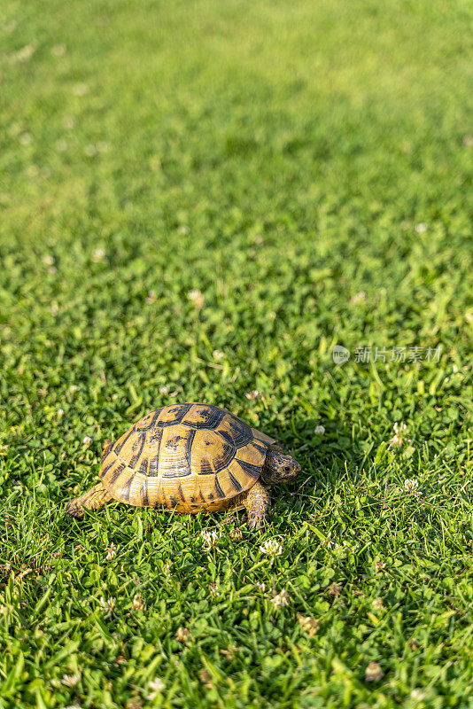 乌龟在草地上慢慢地走着