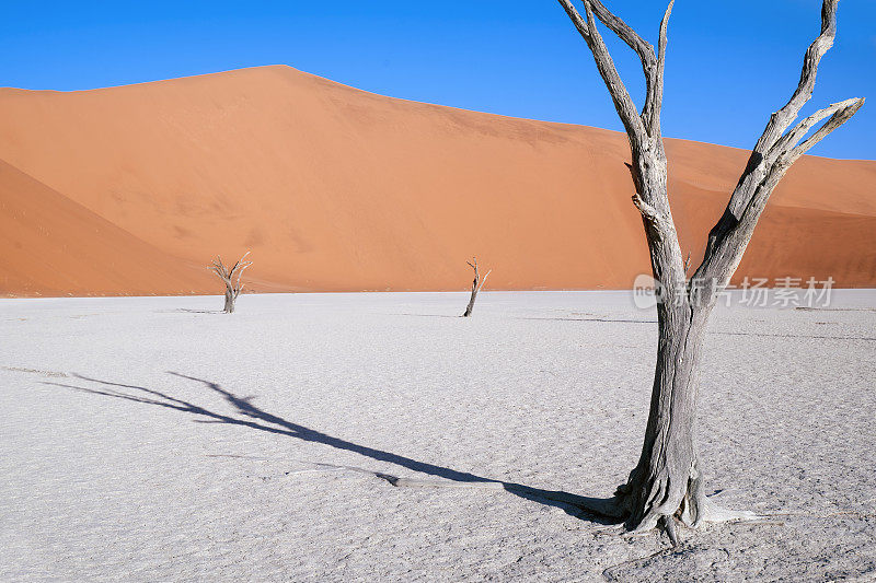 纳米比亚Sossusvlei自然公园deadvlei的石化树