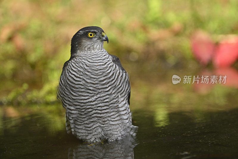 雌雀鹰在水里