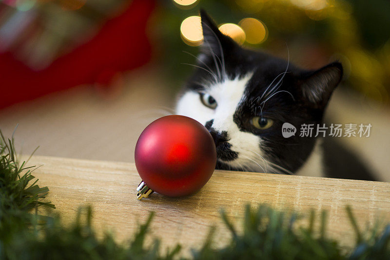 好奇的猫在看圣诞装饰品