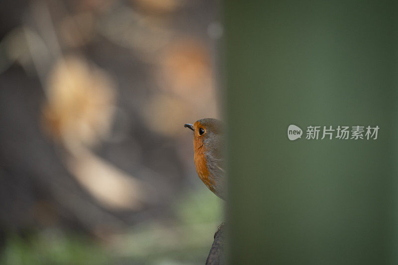 十一月，罗宾在花园里