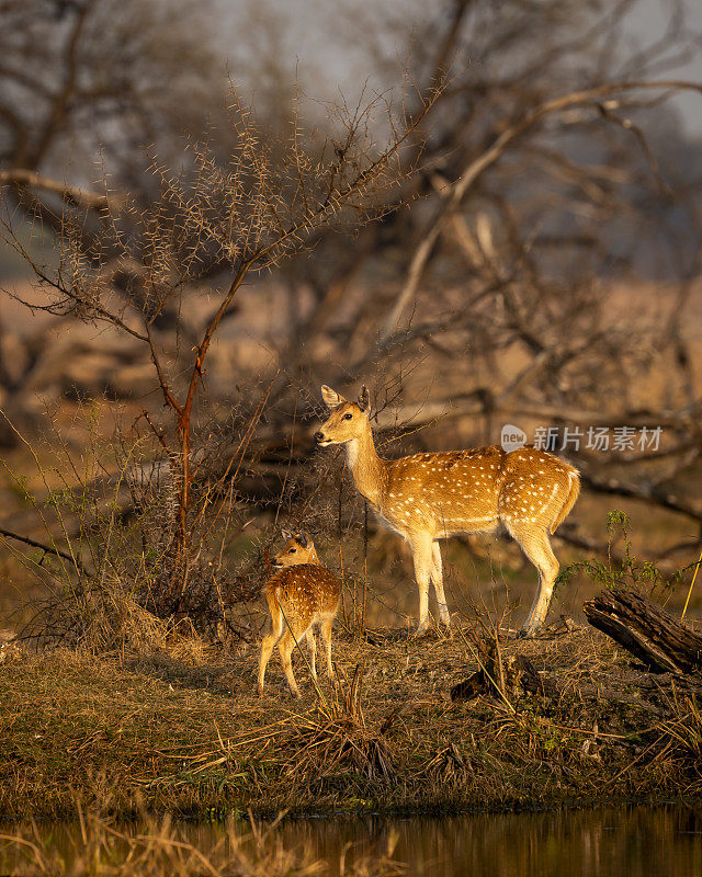 在印度拉贾斯坦邦的keoladeo国家公园或bharatpur鸟类保护区，在风景优美、色彩缤纷的冬季夜晚，斑点鹿或Chital或Cheetal或axis与她的小鹿或婴儿