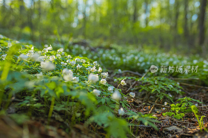 春花微距摄影。森林地板。自然背景。可持续性。