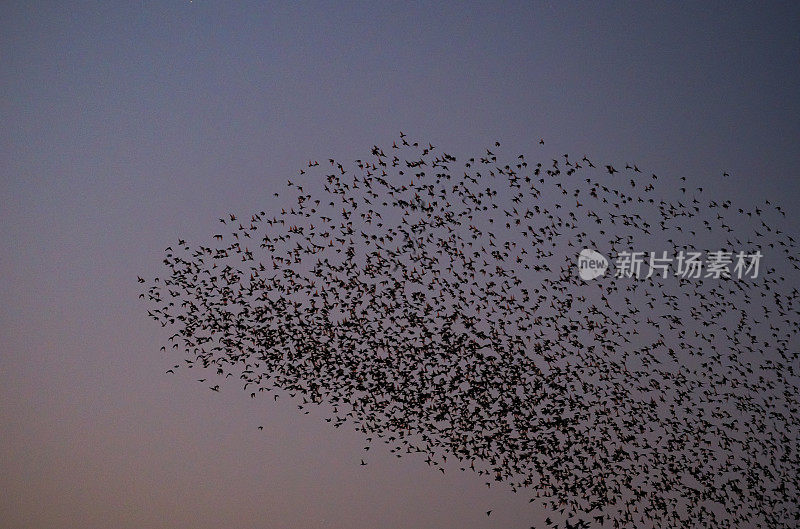 黄昏时，八哥与飞鸟在空中呢喃