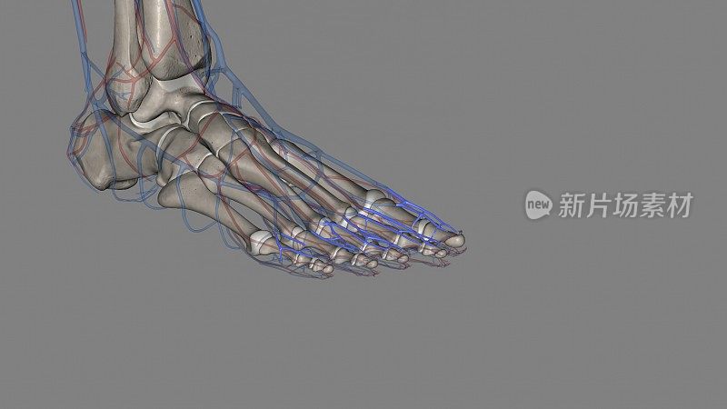 趾背静脉足-径在足背，它们接收头间静脉