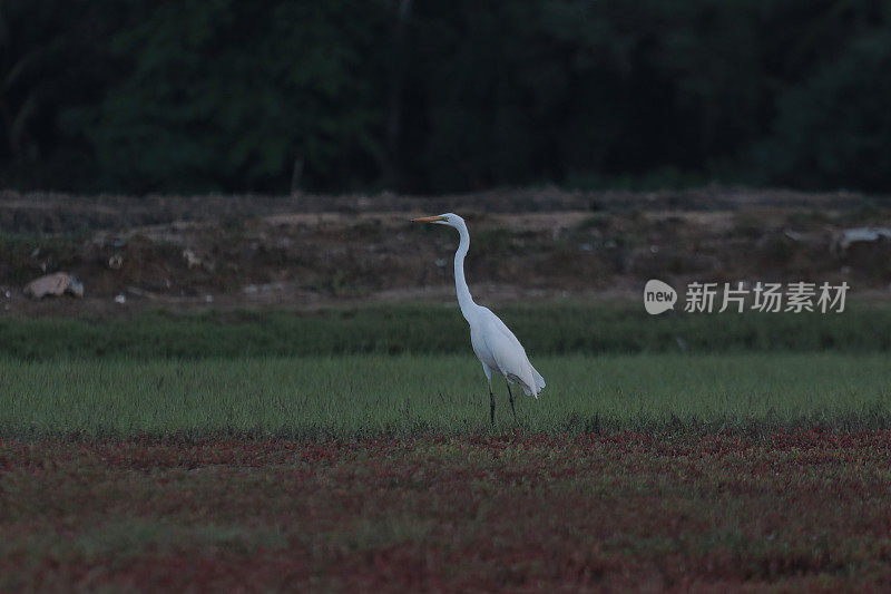 绿地里的白鹭