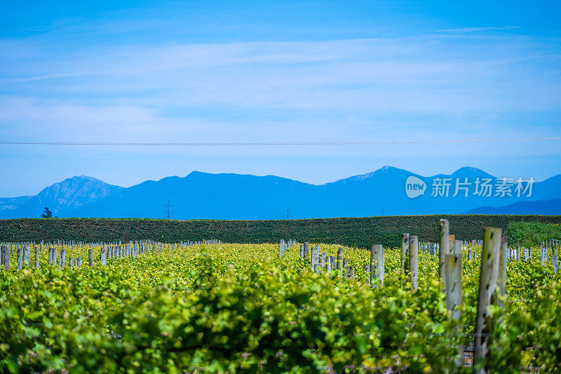 新西兰葡萄园:令人惊叹的风景和优良的葡萄藤