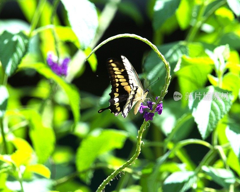 黄燕尾蝴蝶