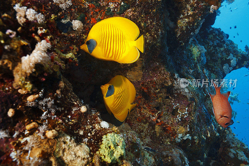 红海蒙面蝴蝶鱼鱼夫妇水下海洋生物珊瑚礁水下照片水肺潜水员的观点