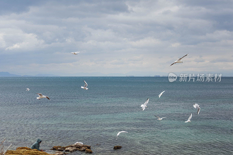 海鸥在雅典波光粼粼的蓝色水面上翱翔。