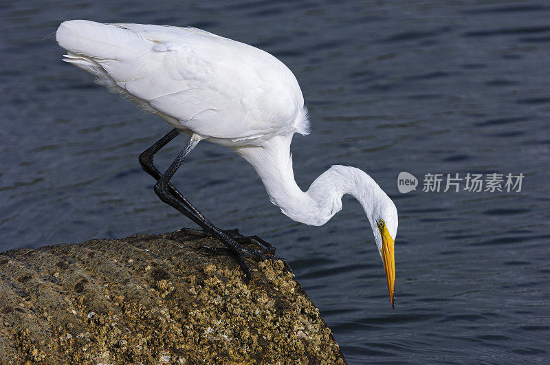 觅食的大白鹭