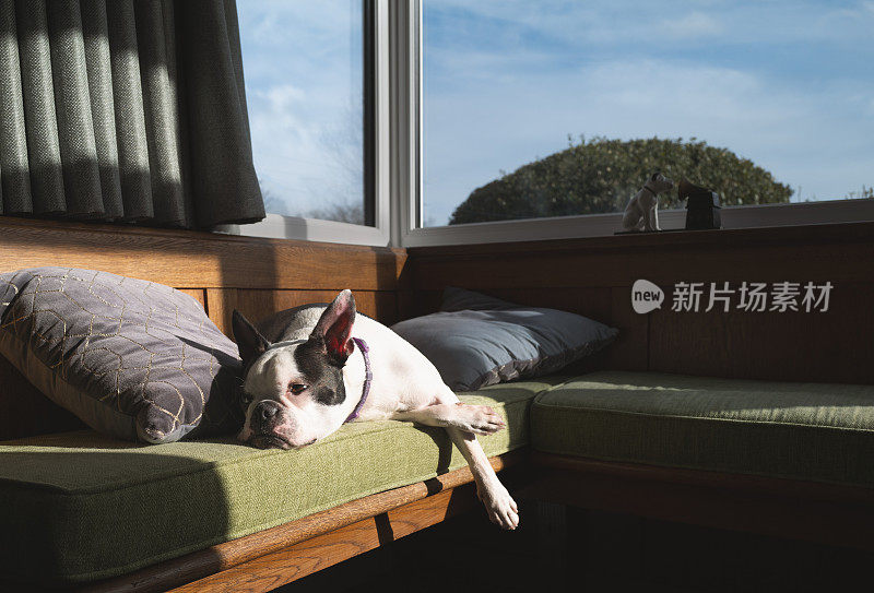 一条波士顿梗狗完全放松地躺在一张有凸窗软垫的长凳上晒太阳。