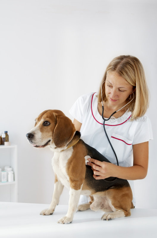 女兽医用听诊器检查美国小猎犬