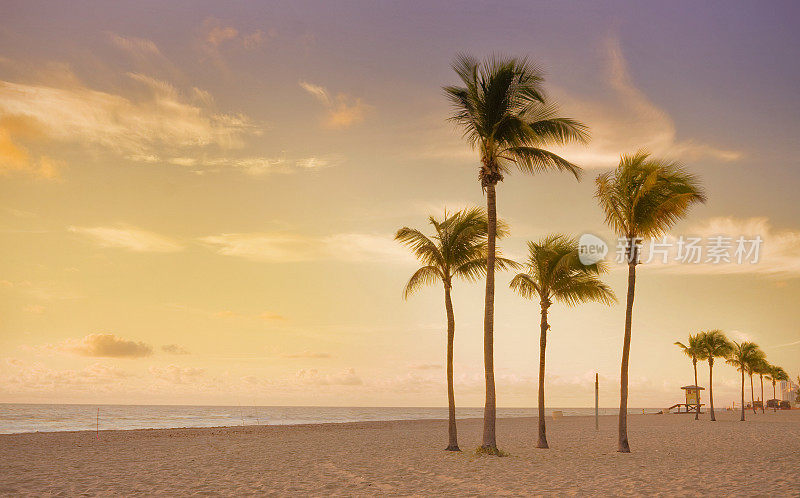 日出在迈阿密海滩佛罗里达棕榈树