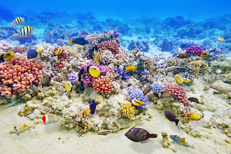 有珊瑚和热带鱼的水下世界。