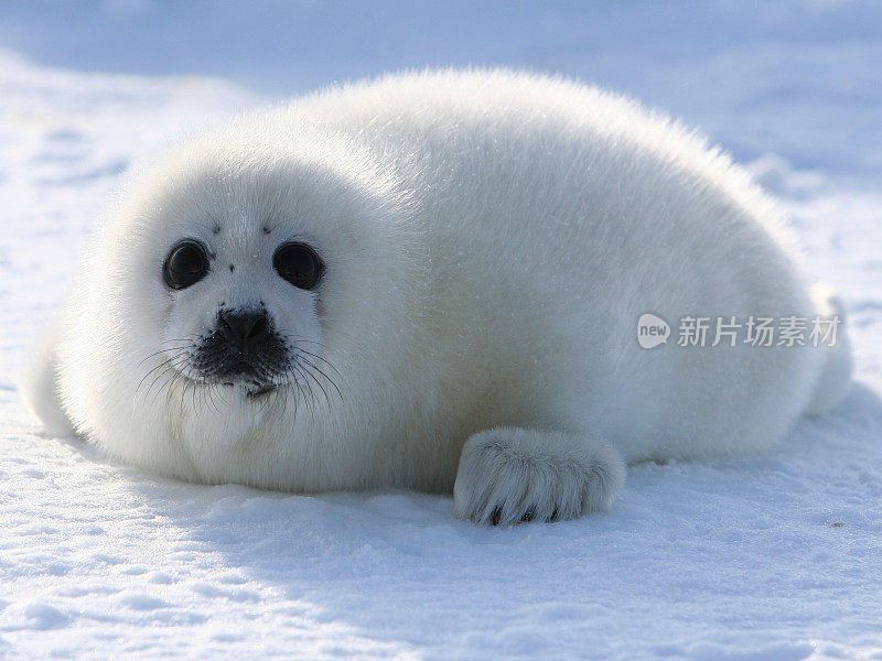 格陵兰海豹幼崽