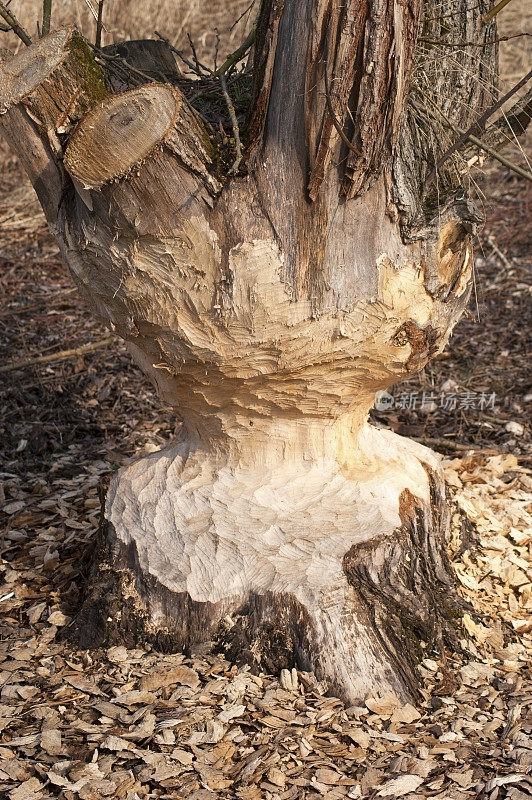 被海狸咬过的树