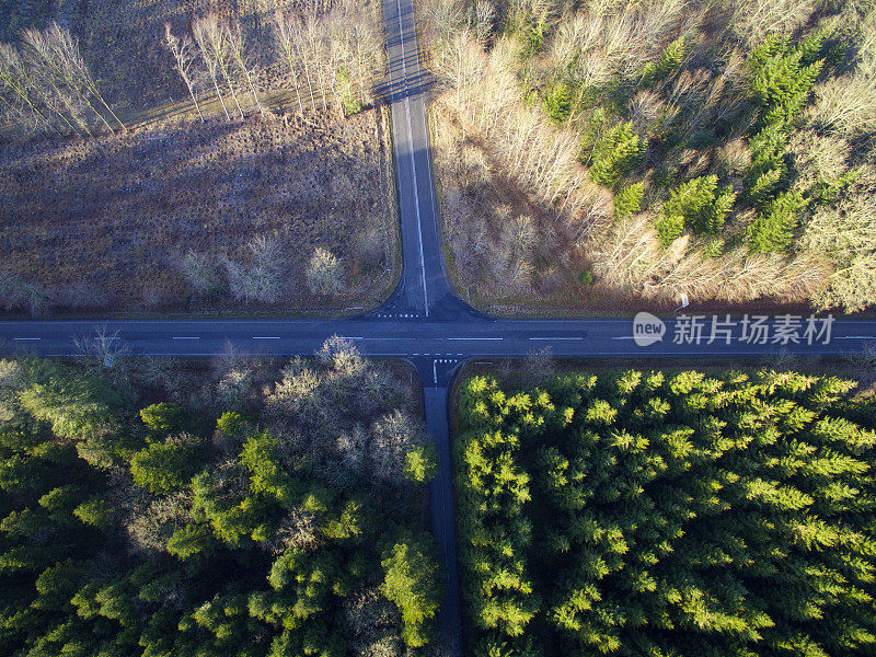 森林的十字路口