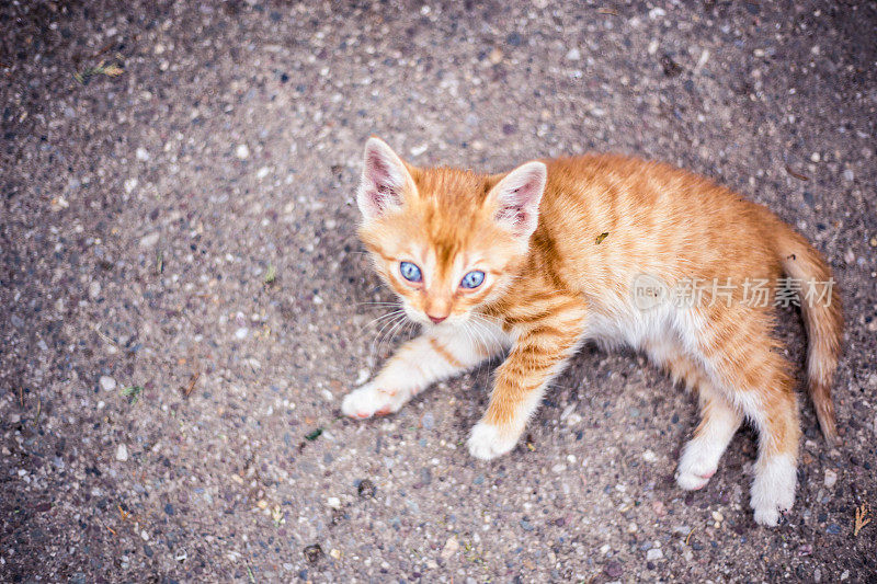 小红猫在户外玩耍