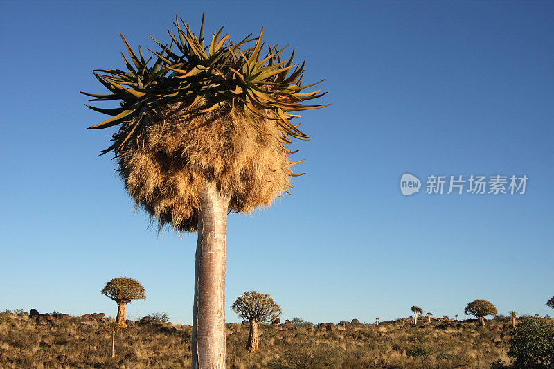 箭袋树与定居编织巢