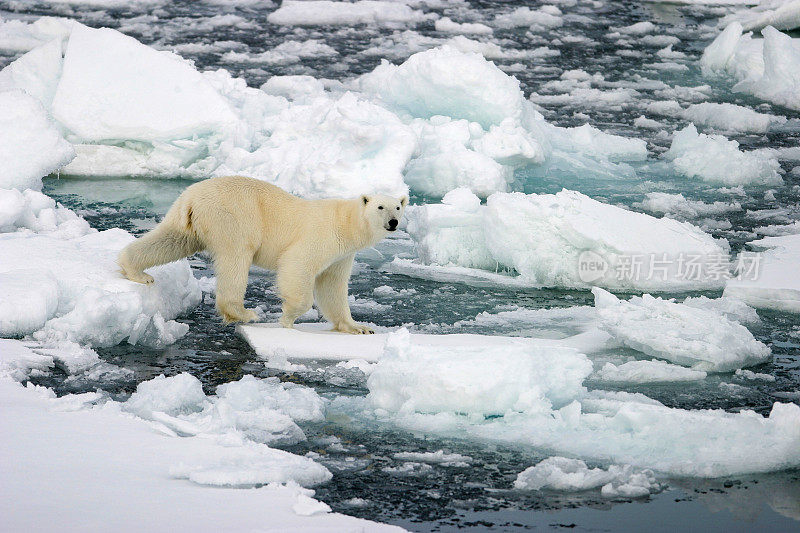 北极熊在被水包围的浮冰上