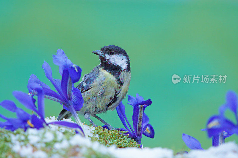 大山雀和鸢尾花