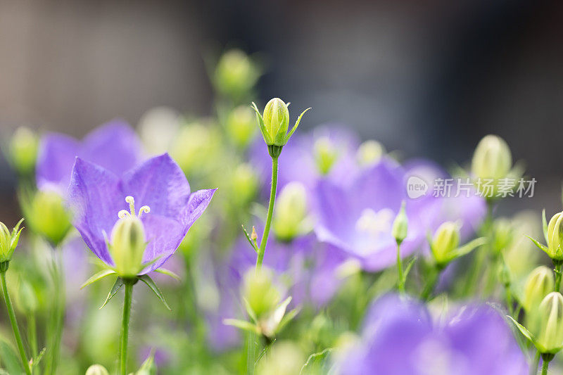 花园里的风铃花