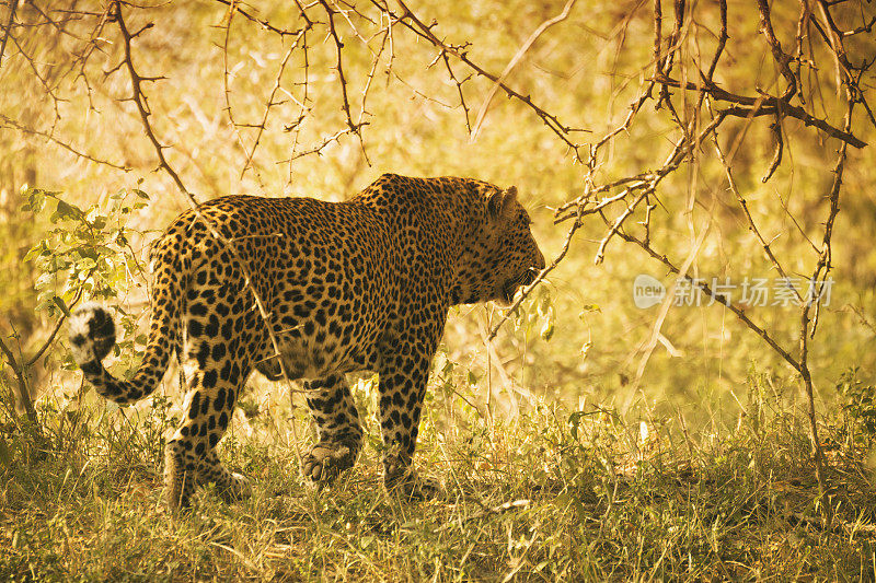 克鲁格野生动物保护区的雄性豹