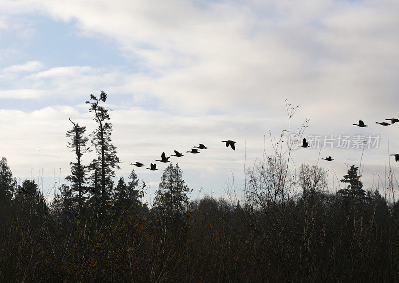 加拿大鹅飞越湿地，弗雷泽山谷，加拿大