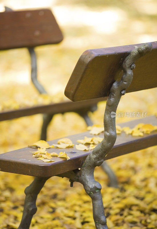 两个长凳面对着黄色的树叶