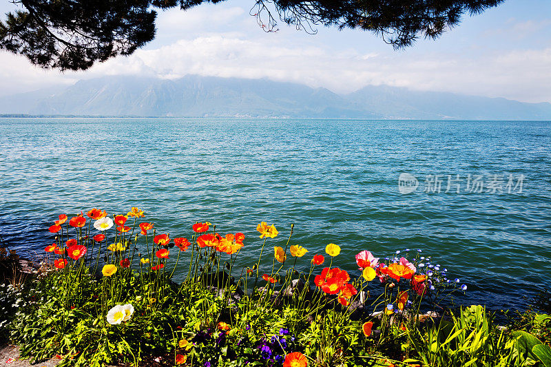 瑞士蒙特勒的五彩罂粟和日内瓦湖