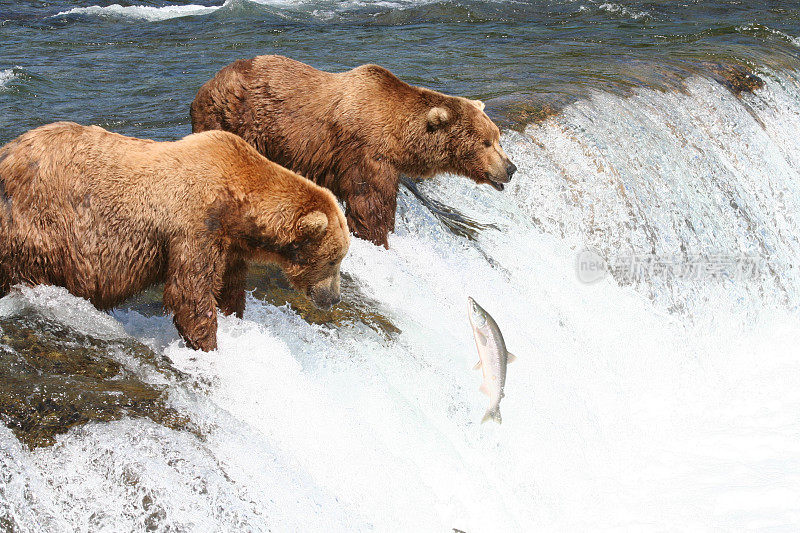 布鲁克斯瀑布的灰熊正在捕捉鲑鱼