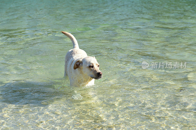 拉布拉多寻回犬