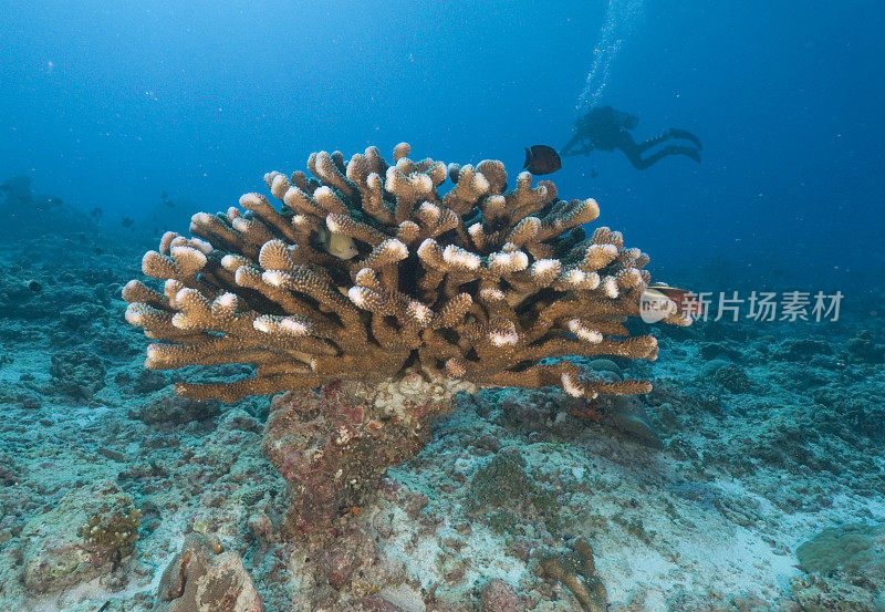 疣珊瑚与水肺潜水员上面