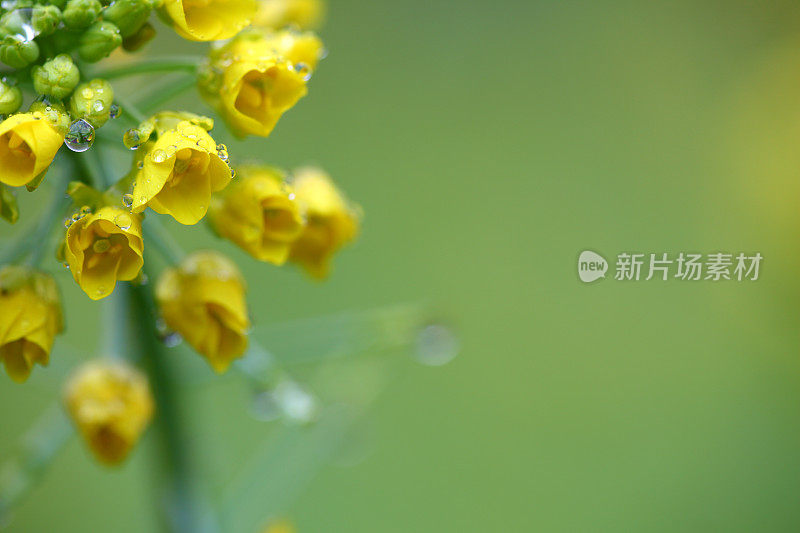 油菜花花朵