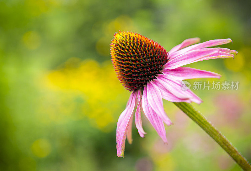 紫松果菊