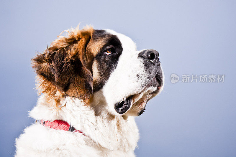 圣伯纳德犬