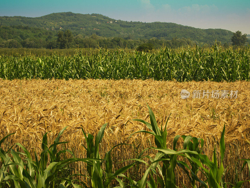 夏日里的小麦和玉米田