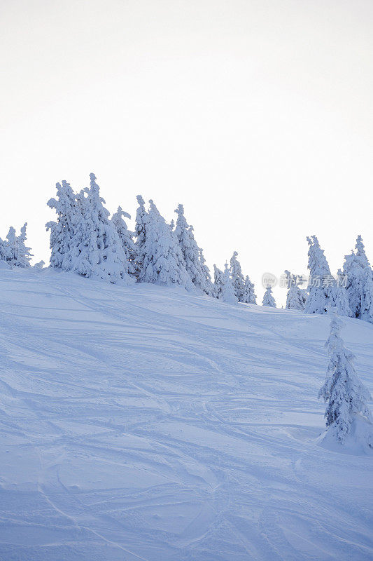 新雪场滑雪场斜面雪树