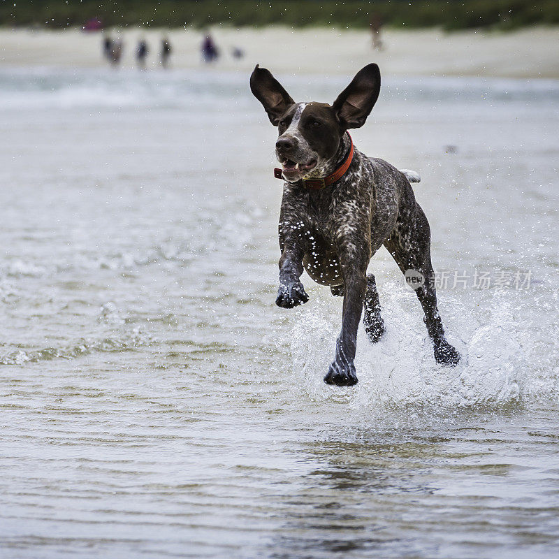 在海滩冲浪的狗德国短毛猎犬