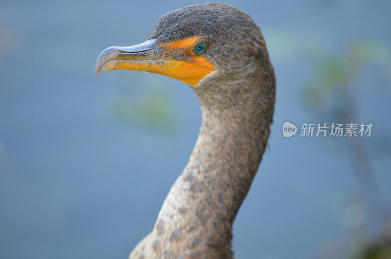 双冠鸬鹚眼