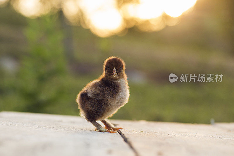 鹧鸪孵小鸡