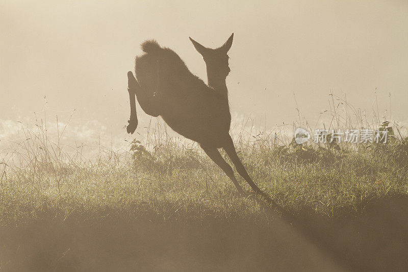 嬉戏的马鹿小鹿在雾蒙蒙的秋天跳舞