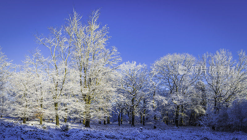 松脆的白雪上的橡树在冬季林地全景