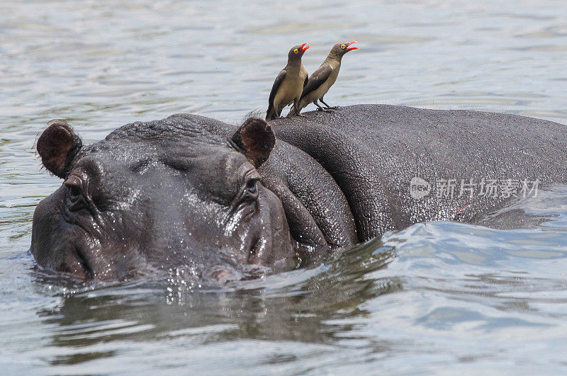 红嘴Oxpecker